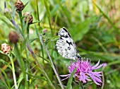 MARBLED WHITE BUTTERFLY, MELANARGIA GALATHEA, FEEDING ON CENTAUREA PHRYGIA