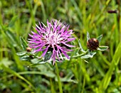 CENTAUREA PHRYGIA, WIG KNAPWEED, GROWING WILD IN A FRENCH MEADOW