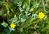 BLACKSTONIA PERFOLIATA, YELLOW WORT