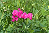 LATHYRUS TUBEROSUS, FYFIELD PEA FLOWERING IN A FRENCH MEADOW