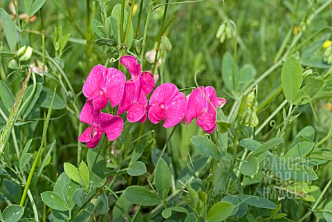 LATHYRUS_TUBEROSUS_FYFIELD_PEA_FLOWERING_IN_A_FRENCH_MEADOW