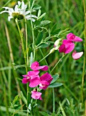 LATHYRUS TUBEROSUS, FYFIELD PEA FLOWERING IN A FRENCH MEADOW