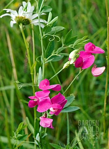 LATHYRUS_TUBEROSUS_FYFIELD_PEA_FLOWERING_IN_A_FRENCH_MEADOW