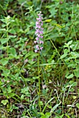 GYMNADENIA CONOPSEA, FRAGRANT ORCHID