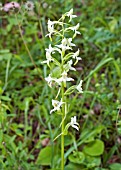 PLATANTHERA BIFOLIA, LESSER BUTTERFLY ORCHID