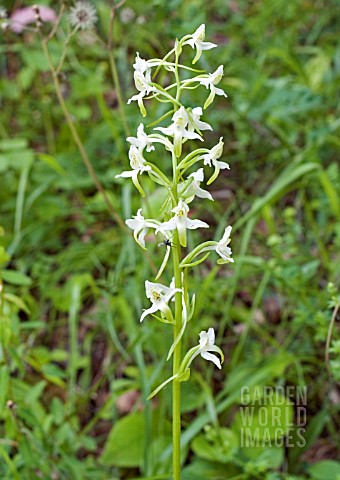 PLATANTHERA_BIFOLIA_LESSER_BUTTERFLY_ORCHID
