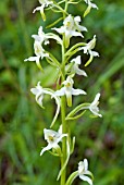 PLATANTHERA BIFOLIA, LESSER BUTTERFLY ORCHID