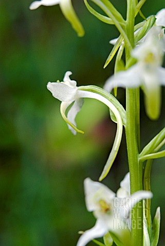 PLATANTHERA_BIFOLIA_LESSER_BUTTERFLY_ORCHID