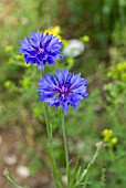 CENTAUREA CYANUS, WILD CORNFLOWER,