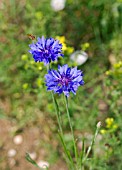 CENTAUREA CYANUS, WILD CORNFLOWER