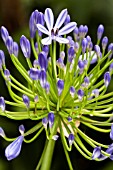 AGAPANTHUS UMBELLATUS