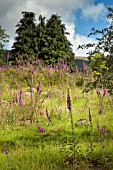 DIGITALIS PURPUREA