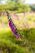 DIGITALIS PURPUREA