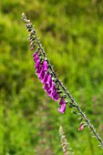 DIGITALIS PURPUREA