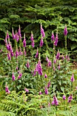 DIGITALIS PURPUREA