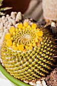 ECHINOCACTUS GRUSONII