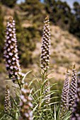 ECHIUM VERICENS