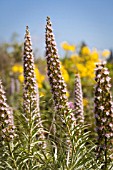 ECHIUM VERICENS