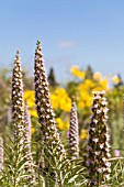 ECHIUM VERICENS