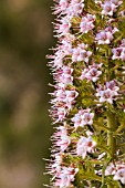 ECHIUM VERICENS