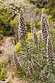 ECHIUM VERICENS