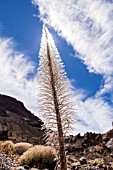 ECHIUM WILDPRETII