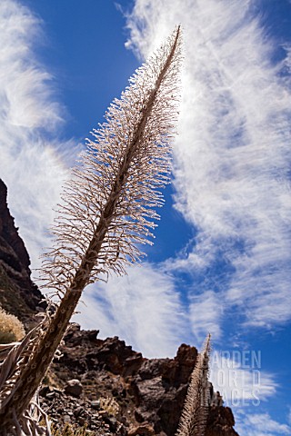 ECHIUM_WILDPRETII