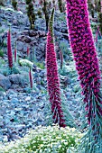 ECHIUM WILDPRETII