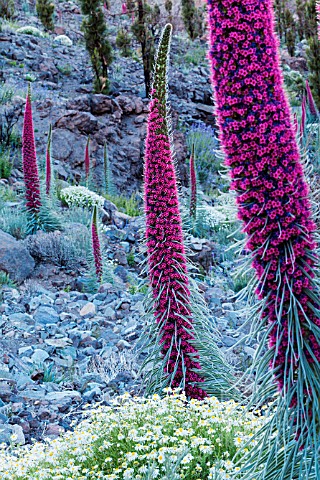 ECHIUM_WILDPRETII