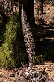 ECHIUM WILDPRETII