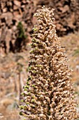 ECHIUM WILDPRETII