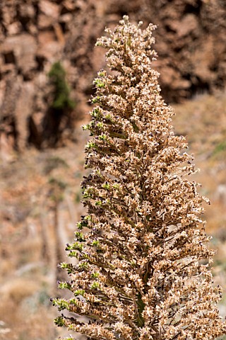 ECHIUM_WILDPRETII