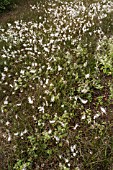 ERIOPHORUM ANGUSTIFOLIUM