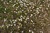 ERIOPHORUM ANGUSTIFOLIUM