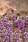 ERYSIMUM BICOLOR