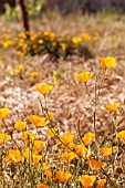 ESCHSCHOLZIA CALIFORNICA