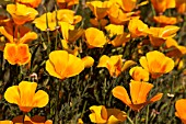 ESCHSCHOLZIA CALIFORNICA