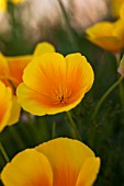 ESCHSCHOLZIA CALIFORNICA