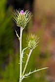 CIRSIUM CRITICUM