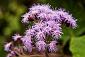 EUPATORIUM MACROPHYLLUM