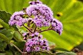 EUPATORIUM MACROPHYLLUM