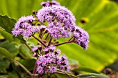 EUPATORIUM MACROPHYLLUM