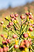 EUPHORBIA BROUSSONETII