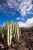 EUPHORBIA CANARIENSIS