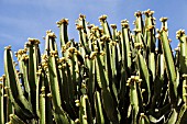 EUPHORBIA CANARIENSIS