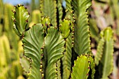 EUPHORBIA CANDELABRUM