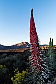 ECHIUM WILDPRETII