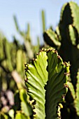 EUPHORBIA CANDELABRUM