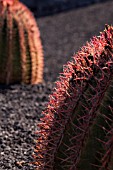 FEROCACTUS