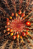 FEROCACTUS